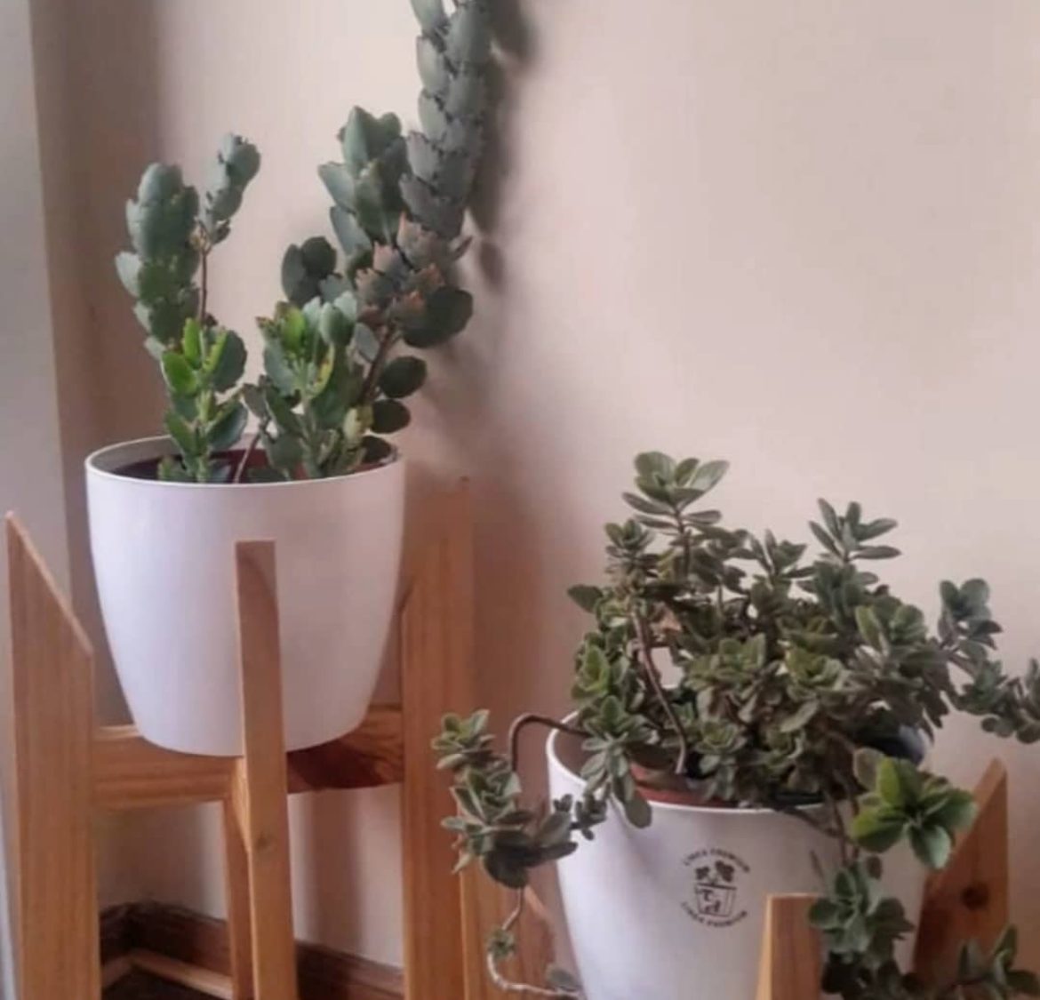 Pies nórdicos con plantas en la casa de Ángela B.