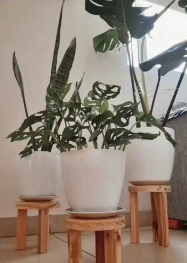 Porta macetas con plantas en la casa de Tatiana G.